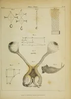 Picture 12 of 16 from The philosophical transactions of the Royal Society of London, from their commencement, in 1665, to the year 1800 : abridged, with notes and biographical illustrations / by Charles Hutton, George Shaw, Richard Pearson. Volume 2, 1672-1683. (1683), leaf 49