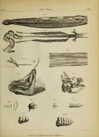 An illustration from The philosophical transactions of the Royal Society of London, from their commencement, in 1665, to the year 1800 : abridged, with notes and biographical illustrations / by Charles Hutton, George Shaw, Richard Pearson. Volume 2, 1672-1683. (1683)