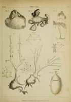 An illustration from The philosophical transactions of the Royal Society of London, from their commencement, in 1665, to the year 1800 : abridged, with notes and biographical illustrations / by Charles Hutton, George Shaw, Richard Pearson. Volume 3, 1683-1694. (1694)