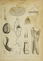 Picture 7 of 8 from The philosophical transactions of the Royal Society of London, from their commencement, in 1665, to the year 1800 : abridged, with notes and biographical illustrations / by Charles Hutton, George Shaw, Richard Pearson. Volume 3, 1683-1694. (1694), leaf 45