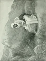 Picture 21 of 199 from Sacred art; the Bible story pictured by eminent modern painters; (1903), leaf 90