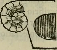 Picture 125 of 134 from Sacrorum elaeochrismaton myrothecium sacroprophanum : in quo ex antiquis Graecis at Latinis scriptoribus quidquid ad nomina, antiquitatem, vsum & abusum oleorum & vnguentorum ex sacris habetur litteris dilucidè explicatur (1625), leaf 824