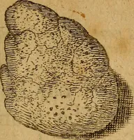 An illustration from Saducismus triumphatus: or, Full and plain evidence concerning witches and apparitions. : In two parts... (1700)