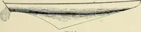 An illustration from The sailing boat, a treatise on sailing boats and small yachts, their varieties of type, sails, rig, etc. With practical directions for sailing and management; also, the one-design and restricted classes, fishing and shooting boats, sailing chariots and ice yachts, foreign and colonial boats, canoes, etc., etc (1901)