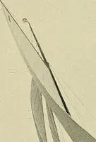 An illustration from The sailing boat, a treatise on sailing boats and small yachts, their varieties of type, sails, rig, etc. With practical directions for sailing and management; also, the one-design and restricted classes, fishing and shooting boats, sailing chariots and ice yachts, foreign and colonial boats, canoes, etc., etc (1901)