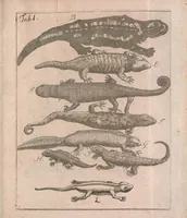 An illustration from Salamandrologia, h.e. Descriptio historico-philologico-philosophico-medica salamandrae quae vulgò in igne vivere creditur : S.R.J. Academiae naturae curiosis exhibita (1683)