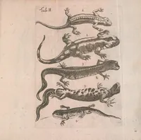 Picture 7 of 10 from Salamandrologia, h.e. Descriptio historico-philologico-philosophico-medica salamandrae quae vulgò in igne vivere creditur : S.R.J. Academiae naturae curiosis exhibita (1683), leaf 161