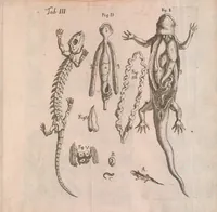 An illustration from Salamandrologia, h.e. Descriptio historico-philologico-philosophico-medica salamandrae quae vulgò in igne vivere creditur : S.R.J. Academiae naturae curiosis exhibita (1683)