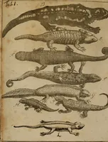 An illustration from Salamandrologia, h.e. Descriptio historico-philologico-philosophico-medica salamandrÃ¦ quÃ¦ vulgÃ² in igne vivere creditur, S.R.J. AcademiÃ¦ naturÃ¦ curiosis exhibita (1683)