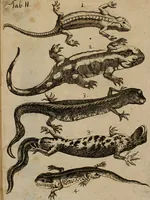 An illustration from Salamandrologia, h.e. Descriptio historico-philologico-philosophico-medica salamandrÃ¦ quÃ¦ vulgÃ² in igne vivere creditur, S.R.J. AcademiÃ¦ naturÃ¦ curiosis exhibita (1683)