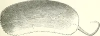 An illustration from Salaminia (Cyprus) : the history, treasures, & antiquities of Salamis in the island of Cyprus (1882)