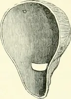 An illustration from Salaminia (Cyprus) : the history, treasures, & antiquities of Salamis in the island of Cyprus (1882)