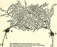 Picture 14 of 15 from Salvation by science (Natural salvation) : immortal life on the earth from the growth of knowledge and the development of the human brain (1913), leaf 200