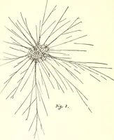 An illustration from Salvation by science (Natural salvation) : immortal life on the earth from the growth of knowledge and the development of the human brain (1913)