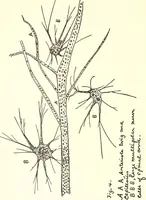 An illustration from Salvation by science (Natural salvation) : immortal life on the earth from the growth of knowledge and the development of the human brain (1913)