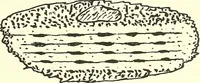 Picture 5 of 15 from Salvation by science (Natural salvation) : immortal life on the earth from the growth of knowledge and the development of the human brain (1913), leaf 50