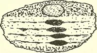 Picture 6 of 15 from Salvation by science (Natural salvation) : immortal life on the earth from the growth of knowledge and the development of the human brain (1913), leaf 50