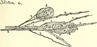 Picture 7 of 15 from Salvation by science (Natural salvation) : immortal life on the earth from the growth of knowledge and the development of the human brain (1913), leaf 56