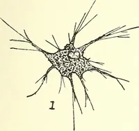 An illustration from Salvation by science (Natural salvation) : immortal life on the earth from the growth of knowledge and the development of the human brain (1913)
