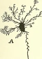 Picture 11 of 15 from Salvation by science (Natural salvation) : immortal life on the earth from the growth of knowledge and the development of the human brain (1913), leaf 78