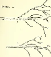 An illustration from Salvation by science (Natural salvation) : immortal life on the earth from the growth of knowledge and the development of the human brain (1913)