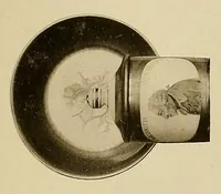 Picture 12 of 19 from Sammlung Hermann Emden, Hamburg (1908), leaf 329