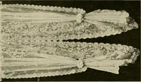 An illustration from Sanitary Manufacturing Co., Inc., manufacturers of Brusselette art rugs and upholstery specialties. (1902)