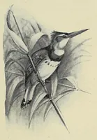 Picture 3 of 13 from Savage Sudan : its wild tribes, big-game and bird-life (1921), leaf 111