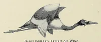 Picture 4 of 13 from Savage Sudan : its wild tribes, big-game and bird-life (1921), leaf 184