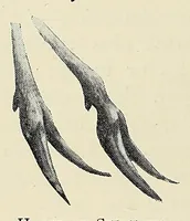 An illustration from Savage Sudan : its wild tribes, big-game and bird-life (1921)