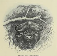 An illustration from Savage Sudan : its wild tribes, big-game and bird-life (1921)