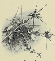 Picture 1 of 13 from Savage Sudan : its wild tribes, big-game and bird-life (1921), leaf 31