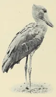 An illustration from Savage Sudan : its wild tribes, big-game and bird-life (1921)