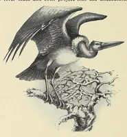 An illustration from Savage Sudan : its wild tribes, big-game and bird-life (1921)