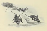 An illustration from Savage Sudan : its wild tribes, big-game and bird-life (1921)