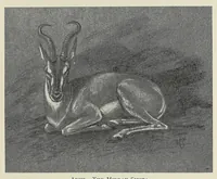 An illustration from Savage Sudan : its wild tribes, big-game and bird-life (1921)