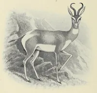 An illustration from Savage Sudan : its wild tribes, big-game and bird-life (1921)