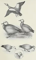 An illustration from Savage Sudan : its wild tribes, big-game and bird-life (1921)