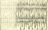 An illustration from School needlework; a book written for the beginner of any age and in any school (1922)