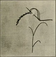 An illustration from School sewing based on home problems (1916)
