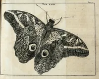 Picture 12 of 24 from Schou-burg der rupsen, wormen, ma'den, en vliegende dierkens daar uit voortkomende : door eigen ondervindinge by een gebragt (1688), leaf 113