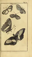 Picture 14 of 24 from Schou-burg der rupsen, wormen, ma'den, en vliegende dierkens daar uit voortkomende : door eigen ondervindinge by een gebragt (1688), leaf 119