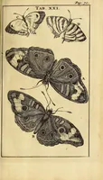 An illustration from Schou-burg der rupsen, wormen, ma'den, en vliegende dierkens daar uit voortkomende : door eigen ondervindinge by een gebragt (1688)