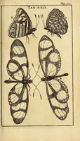 An illustration from Schou-burg der rupsen, wormen, ma'den, en vliegende dierkens daar uit voortkomende : door eigen ondervindinge by een gebragt (1688)