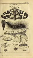 An illustration from Schou-burg der rupsen, wormen, ma'den, en vliegende dierkens daar uit voortkomende : door eigen ondervindinge by een gebragt (1688)