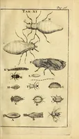 An illustration from Schou-burg der rupsen, wormen, ma'den, en vliegende dierkens daar uit voortkomende : door eigen ondervindinge by een gebragt (1688)