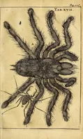 An illustration from Schou-burg der rupsen, wormen, ma'den, en vliegende dierkens daar uit voortkomende : door eigen ondervindinge by een gebragt (1688)