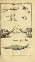 An illustration from Schou-burg der rupsen, wormen, ma'den, en vliegende dierkens daar uit voortkomende : door eigen ondervindinge by een gebragt (1688)