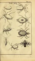 An illustration from Schou-burg der rupsen, wormen, ma'den, en vliegende dierkens daar uit voortkomende : door eigen ondervindinge by een gebragt (1688)