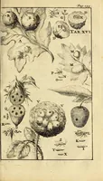 Picture 24 of 24 from Schou-burg der rupsen, wormen, ma'den, en vliegende dierkens daar uit voortkomende : door eigen ondervindinge by een gebragt (1688), leaf 277
